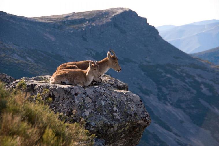 Imagen de recurso de una pareja de cabras