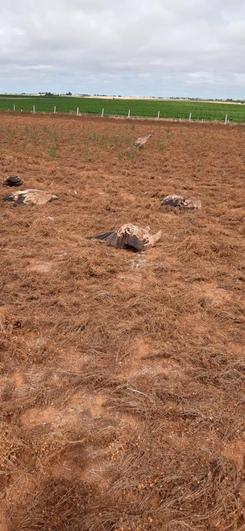 Tierra de lentejas donde aparecieron los buitres