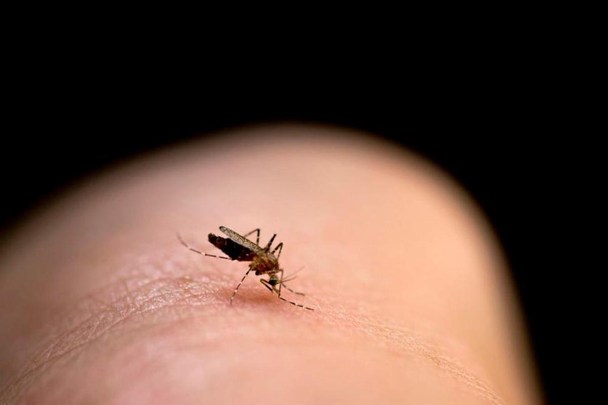 Un mosquito, haciendo de las suyas.