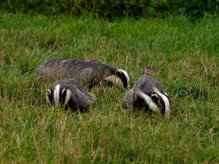 Los tejones se unen a la lista de animales que provocan accidentes