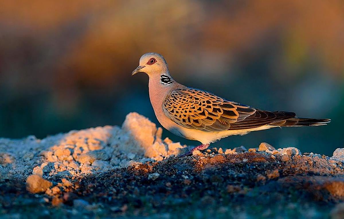 La tórtola común no se podrá cazar en los próximos años en Castilla y León