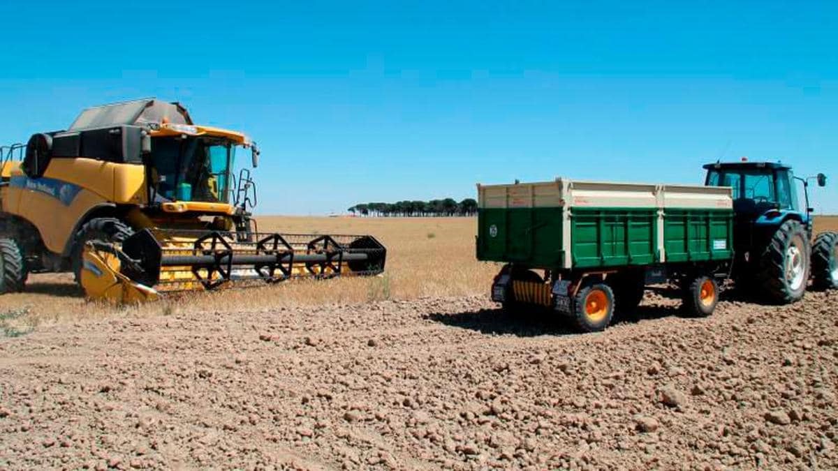 El precio de la cebada en julio es el segundo más alto en diez años