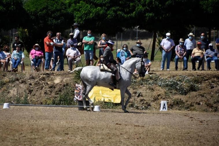 Los caballos del campo pasan a la pista de competición en Fuenteguinaldo