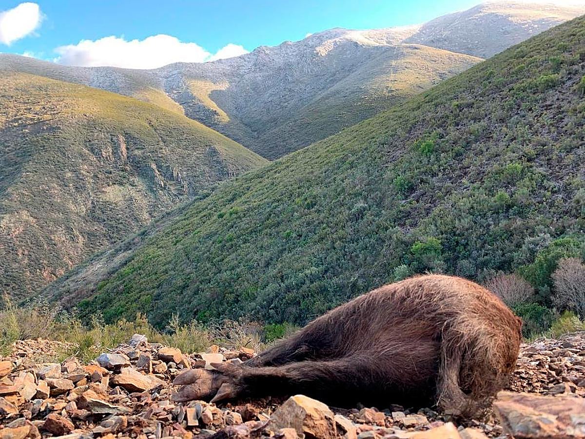 Imagen de una pieza abatida con el paisaje al fondo.