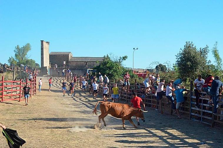 Encierro en 2019 en las fiestas de agosto de Fuentes de Oñoro.