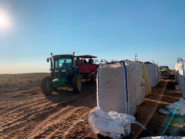 Agricultores recogían patata esta semana ya con máquina en las proximidades de Cantalpino