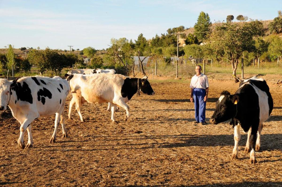 En esta protesta trasladarán a la sociedad la situación límite de sus productores por la presión de unos precios por litro de leche en origen que ni siquiera cubren los costes de producción.