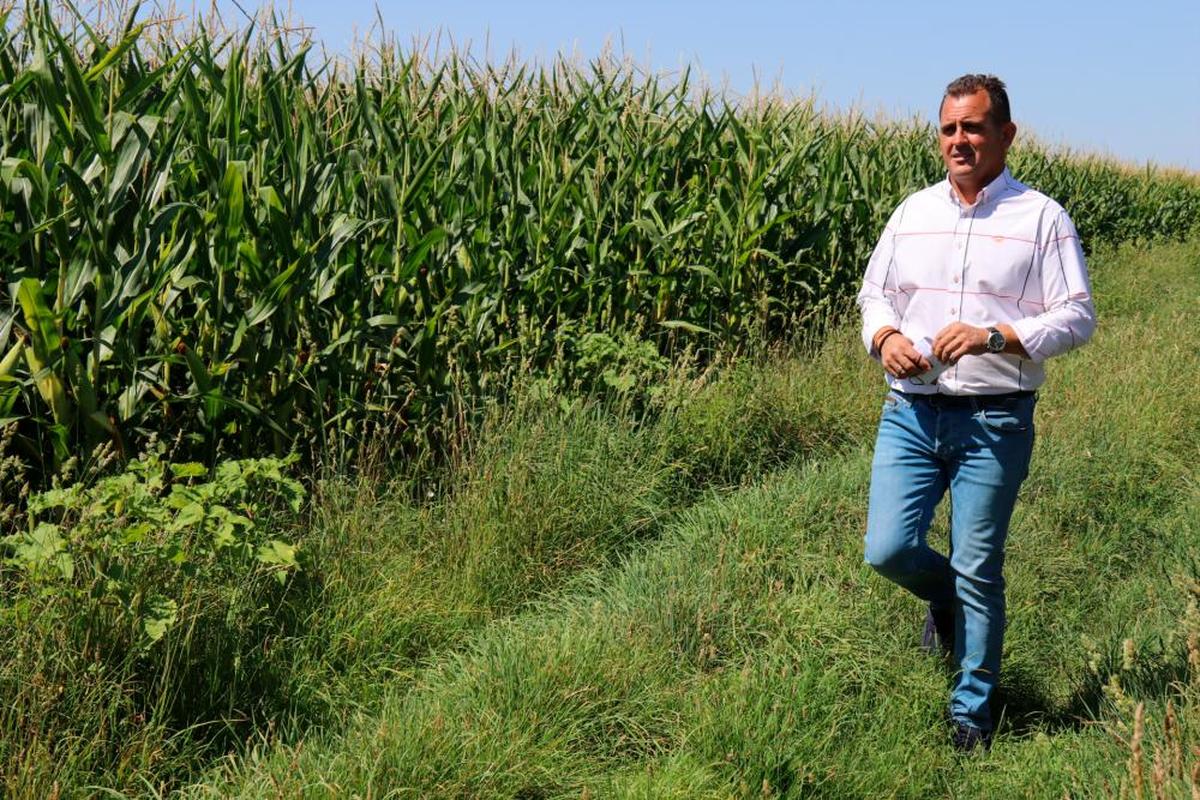 Juan Luis Delgado, presidente de Asaja Salamanca, en un cultivo de maíz en Villoria.