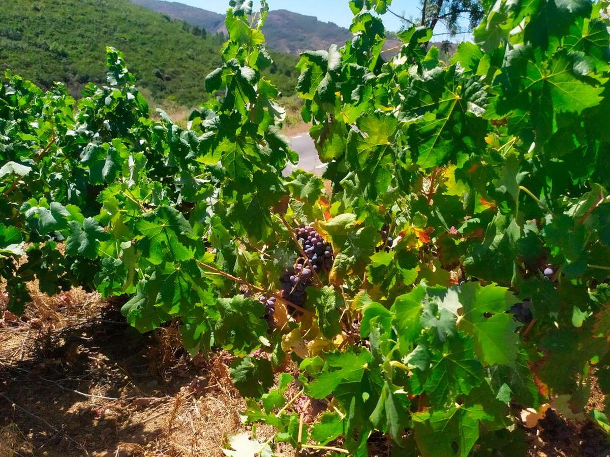 Imagen de vides en la localidad de Molinillo.