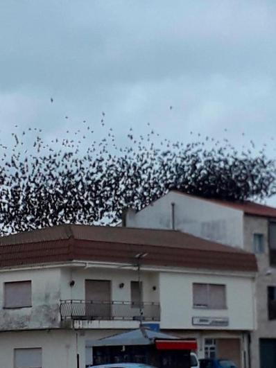 Plaga de estorninos en años anteriores, en La Fuente de San Esteban.