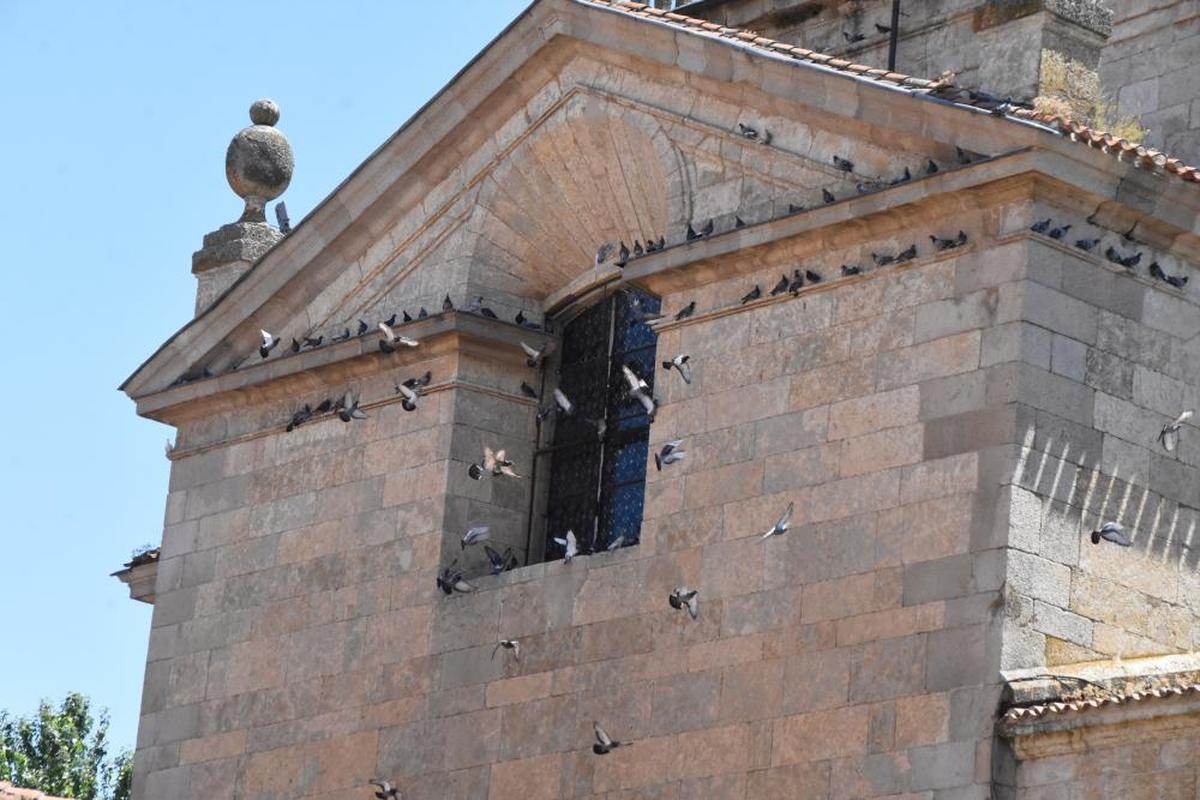 Una bandada de palomas en la iglesia de Cerralbo de Ciudad Rodrigo.