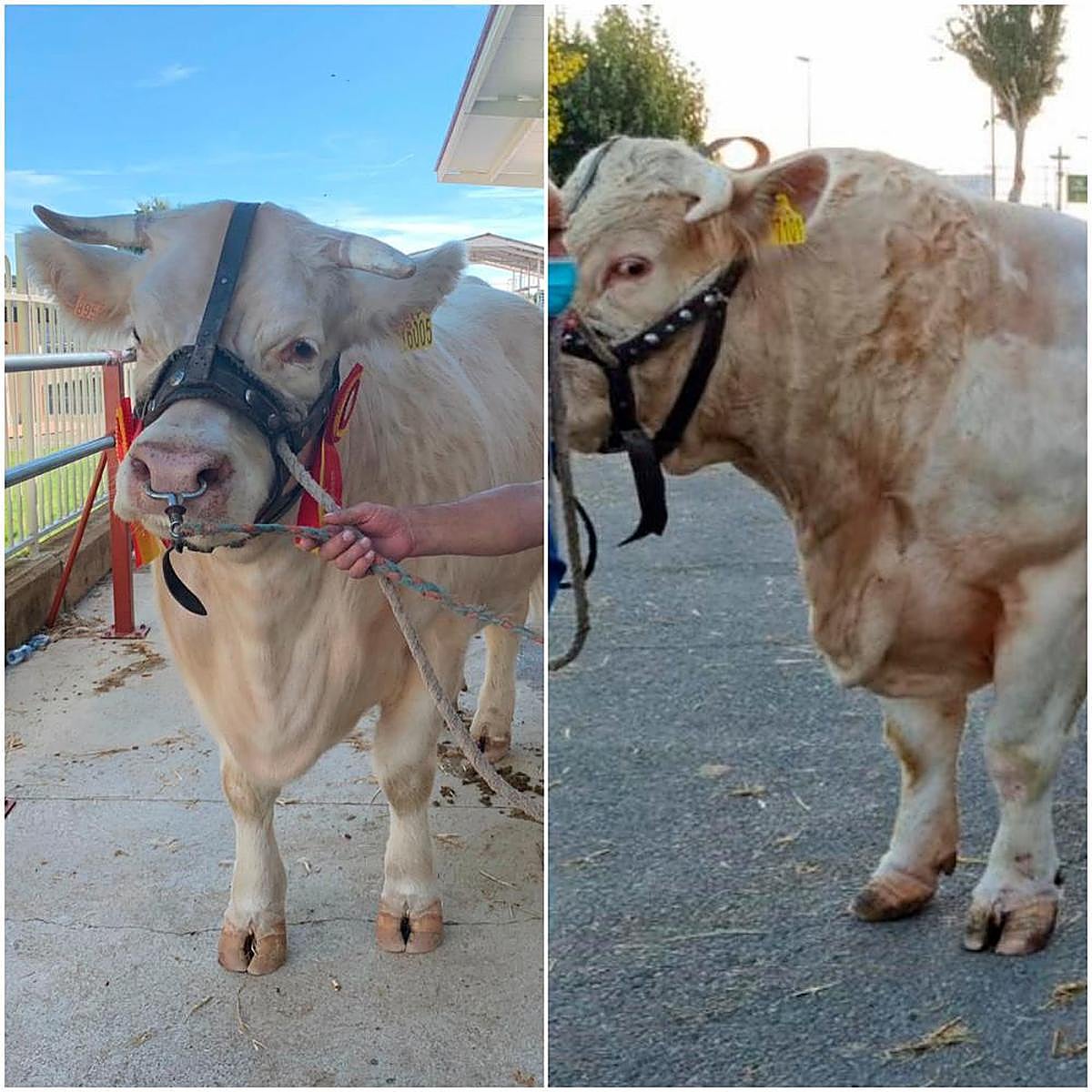 “Idílica” y “Juicioso” vivirán su romance en otoño