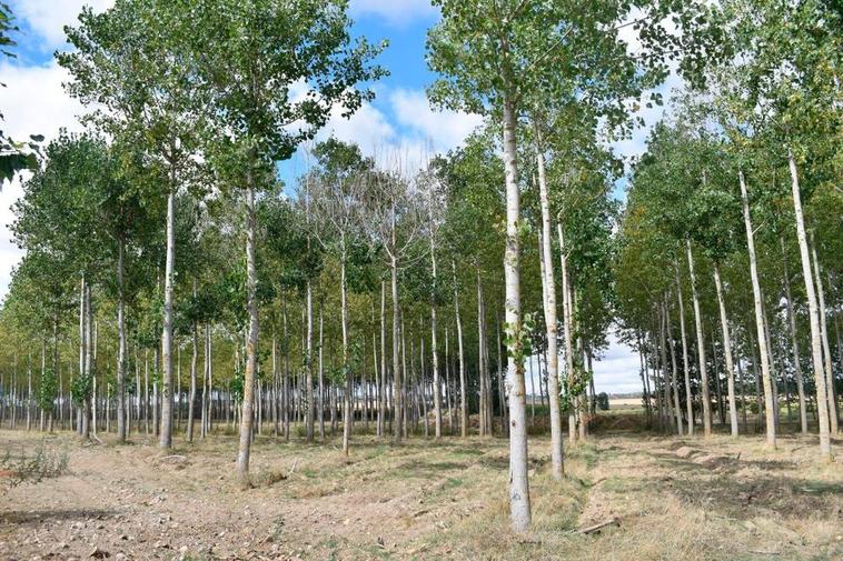 La CHD quiere prohibir la plantación de choperas, lo que afectaría a una treintena de municipios de la provincia.