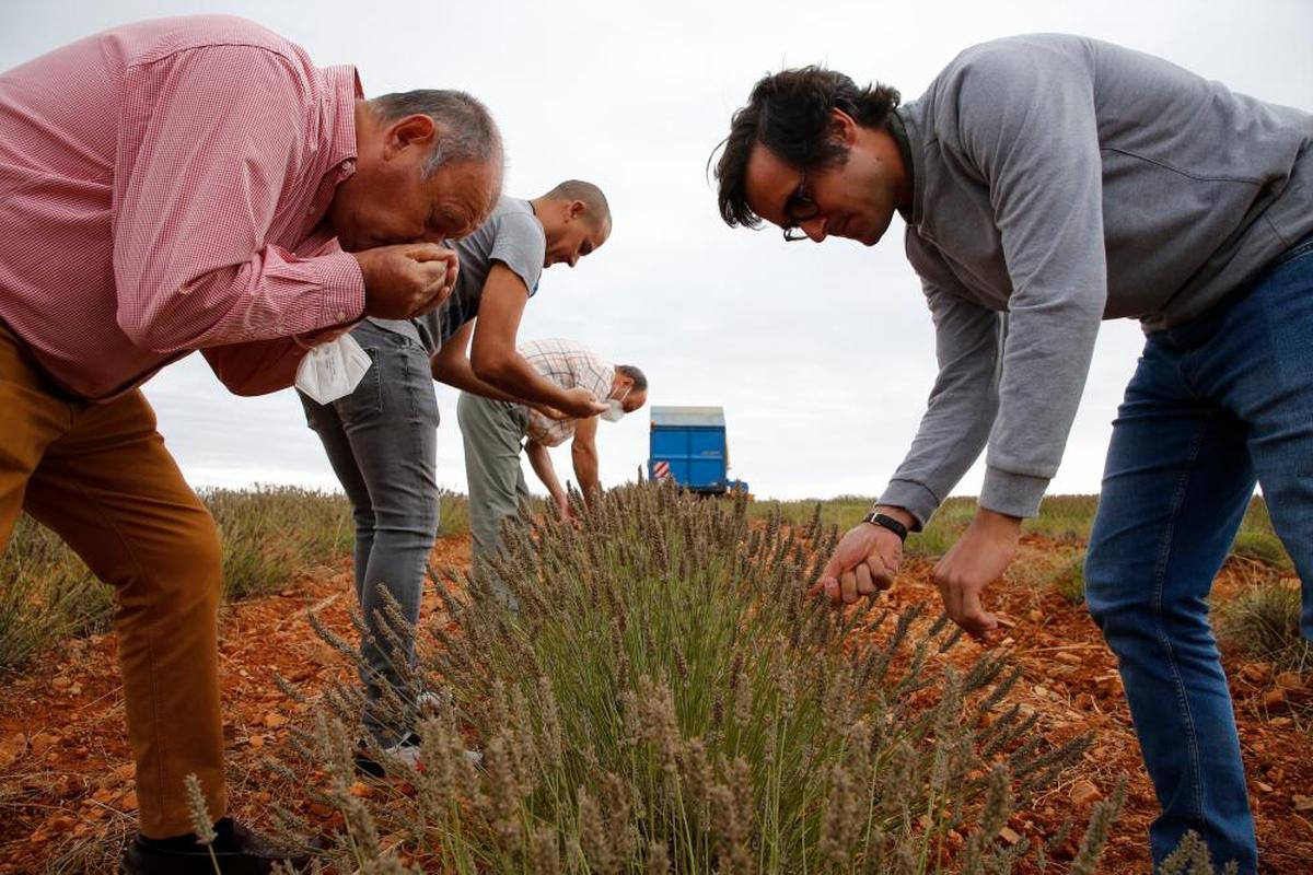 Agricultores interesados en el cultivo. A la derecha, el dueño Jesús Aparicio.