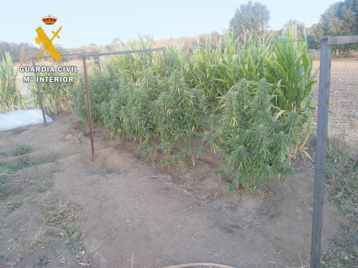 Dos detenidos por tres cultivos de marihuana en Béjar y Villar de Argañán