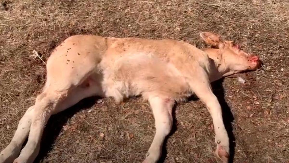 Los buitres mataron al ternero de dos meses.