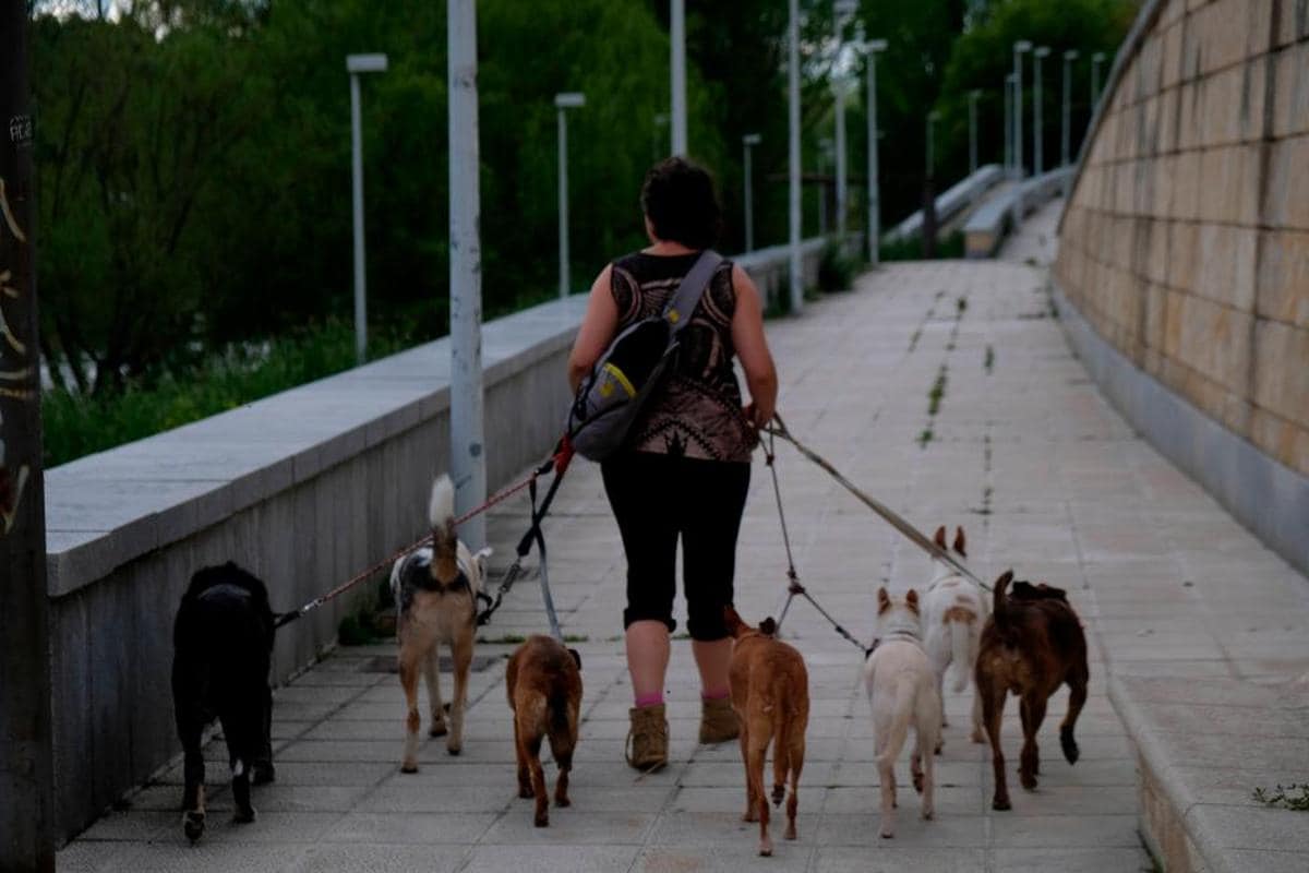 Una mujer pasea a varios perros