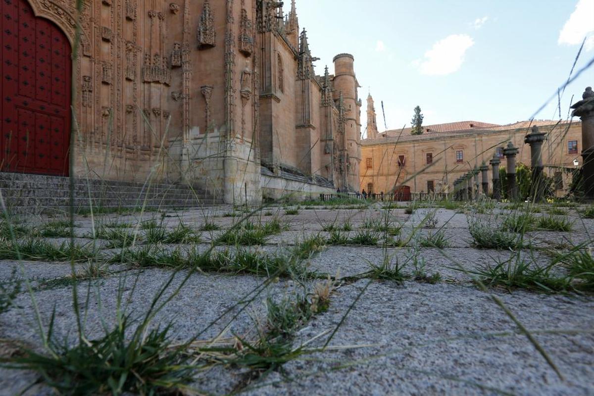 La vegetación vuelve a crecer en la zona del atrio de la Catedral cerrada al paso desde abril de 2019. I ALMEIDA