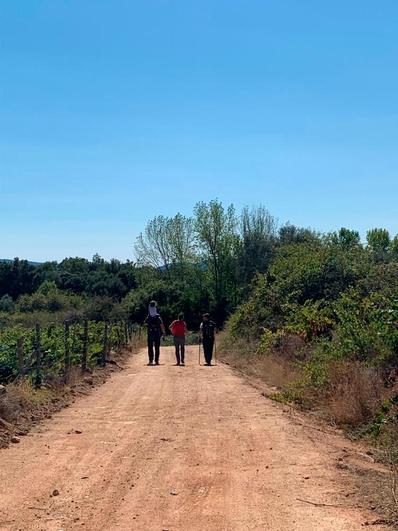 Campos de vides en el Camino de Los Rodales, una sencilla ruta de siete kilómetros.