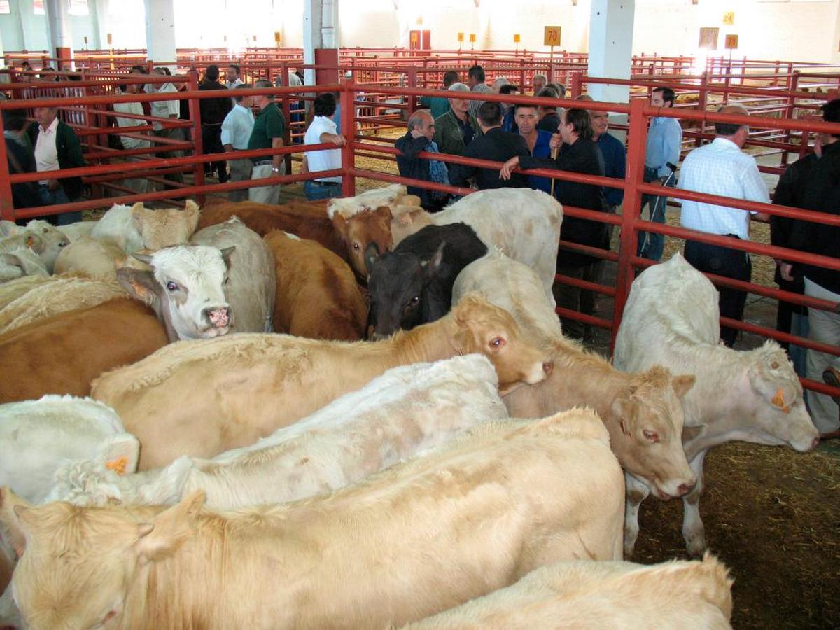 Las medidas giran sobre los ganaderos de bovino.