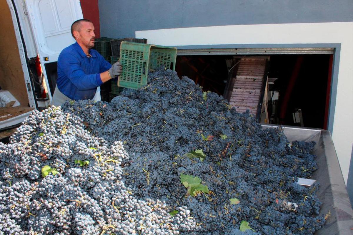 Recogida de uva en San Esteban de la Sierra.