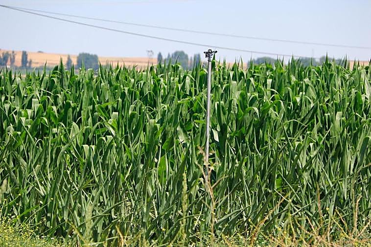 Sembrado de maíz en Peñaranda de Bracamonte