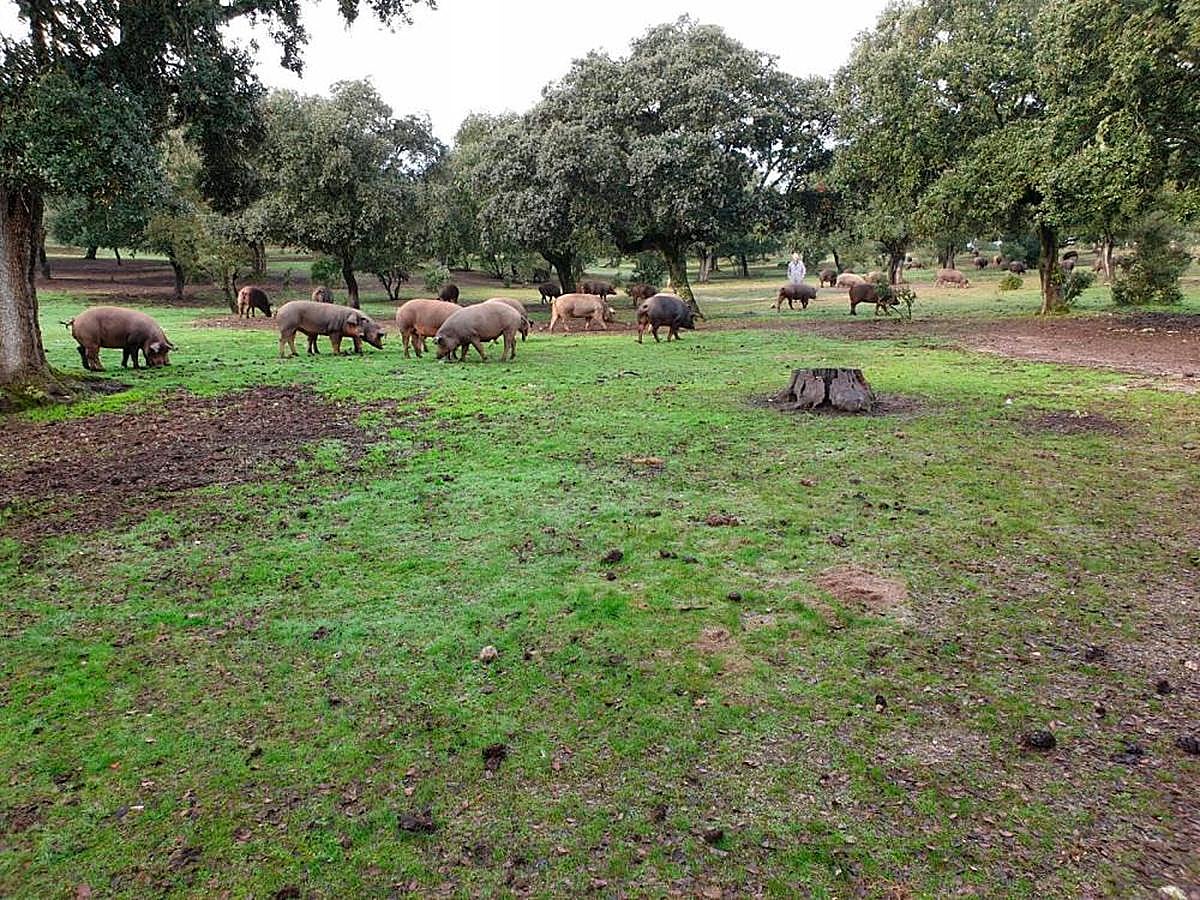 Cerdos en la montanera.