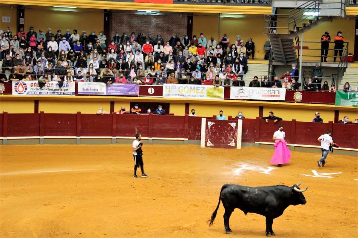 Uno de los toros de la capea en el ruedo mientras los mozos se preparaban.