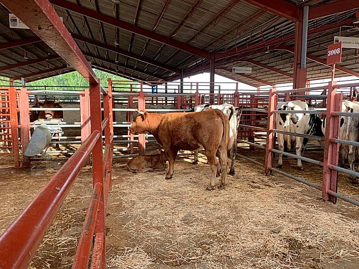 Un ternero en el mercado de Salamanca.