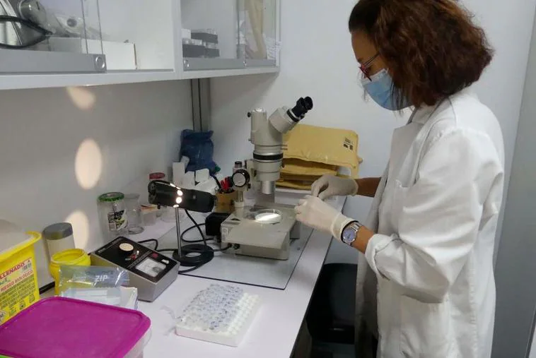 Salamanca analiza 2.000 garrapatas al año para saber si contienen virus o bacterias