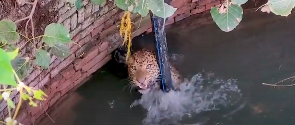 El felino agarrado a un soporte metálico.