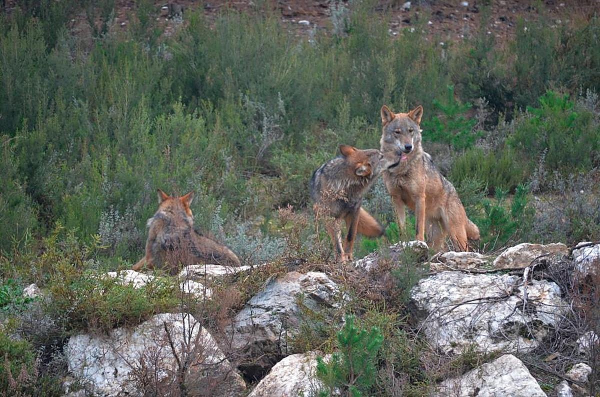 Varios ejemplares de lobo ibérico