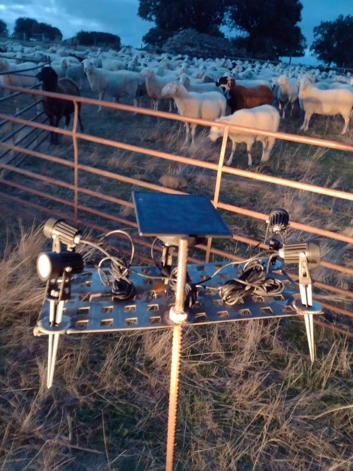 Focos instalados por un ganadero frente a una de las parcelas.