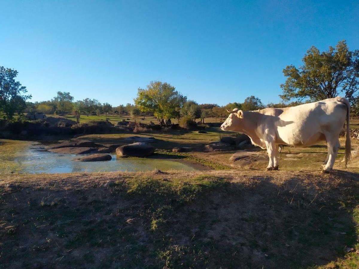 Vaca de una explotación de la localidad de Valbuena, en la comarca de Béjar