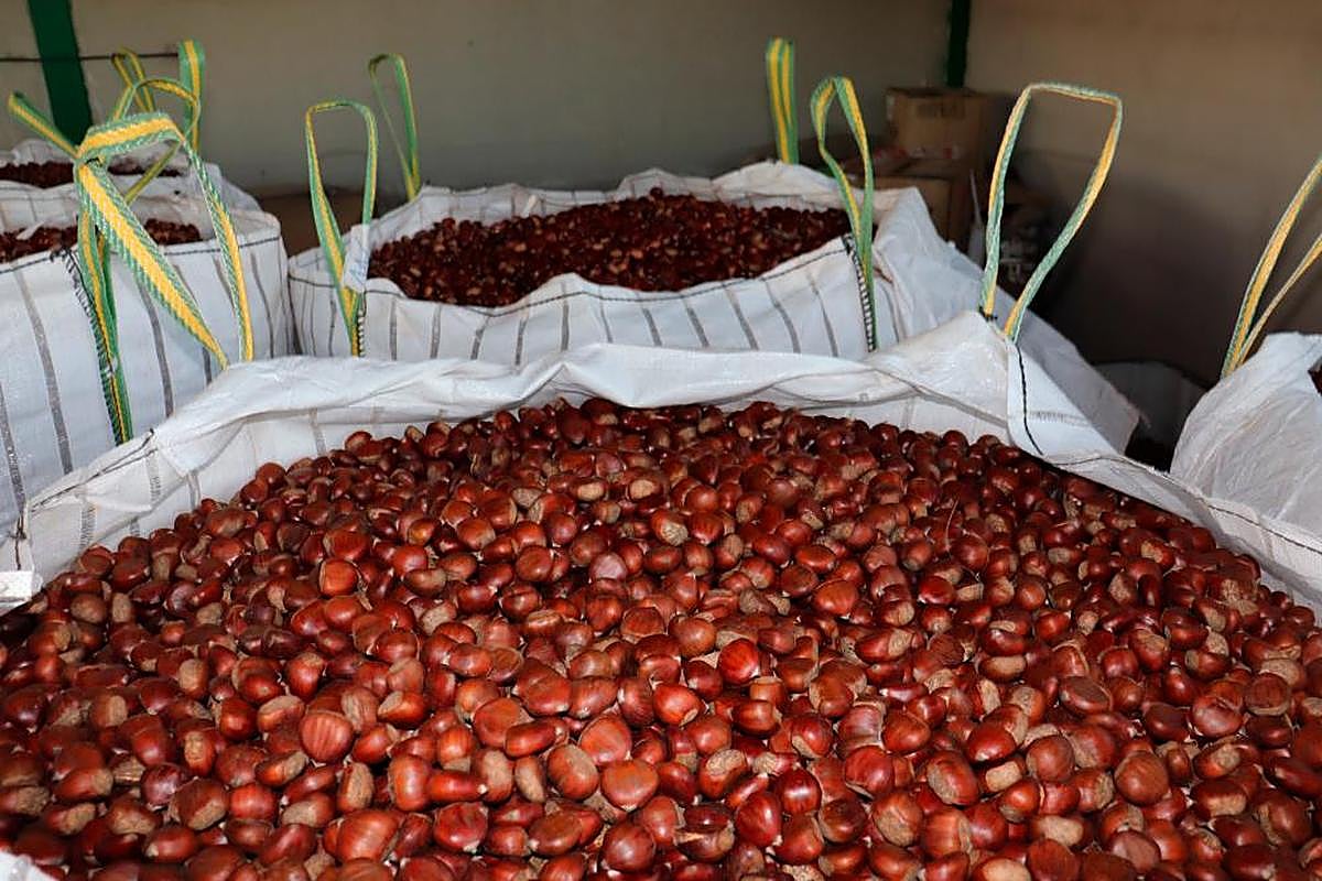 Sacas de castañas de El Cerro que el domingo salieron para Italia.