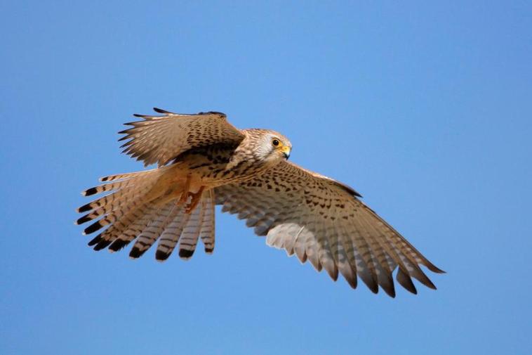 Un ejemplar de cernícalo primilla durante un vuelo