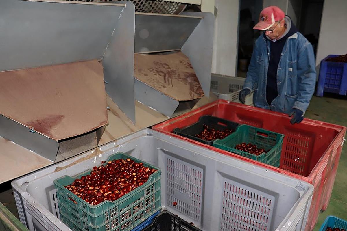 Imagen del proceso de selección de las castañas en la planta de El Cerro.