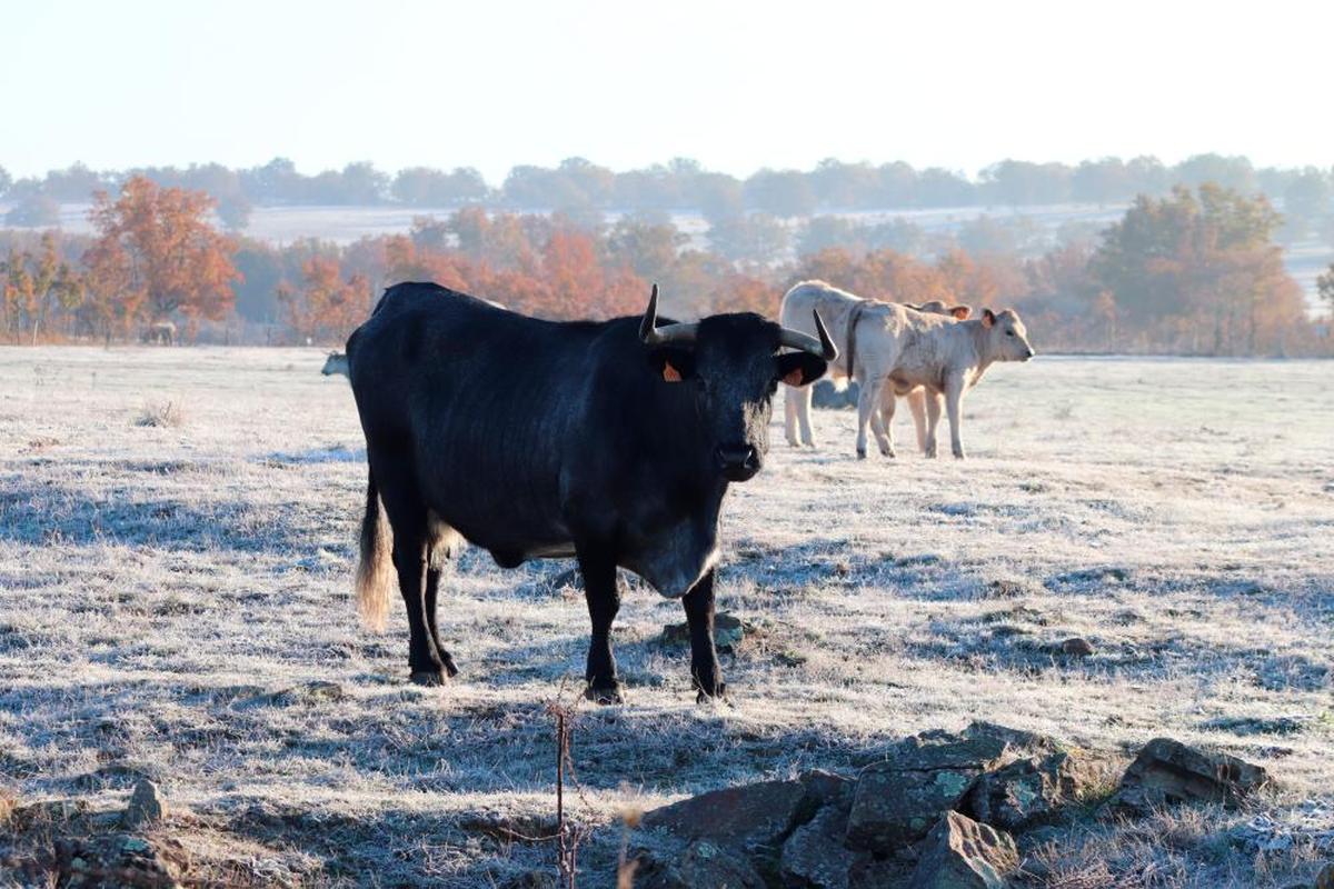 Vacas en una finca entre Endrinal y Frades en una semana marcada por heladas nocturnas.