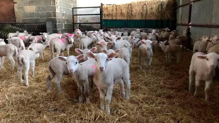 Roban 32 corderos, con un valor de 2.560€, de una finca de Villaverde de Guareña