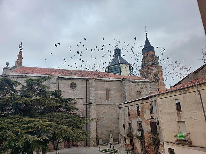 Cientos de palomas en el tejado y sobrevolando la iglesia parroquial de San Miguel Arcángel.