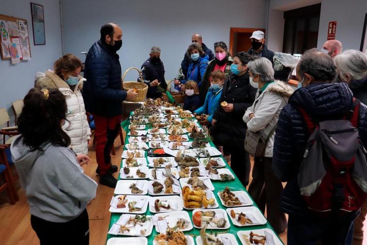 Las setas se seleccionaron en la antigua biblioteca.