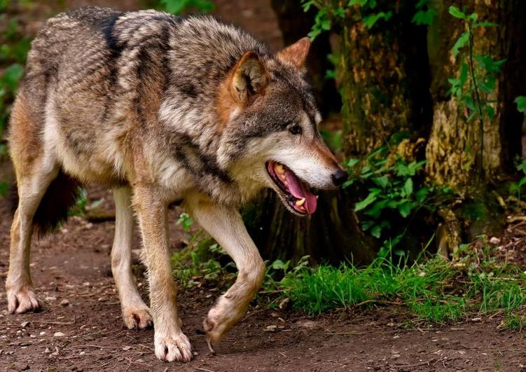 El lobo continúa en el centro de la polémica