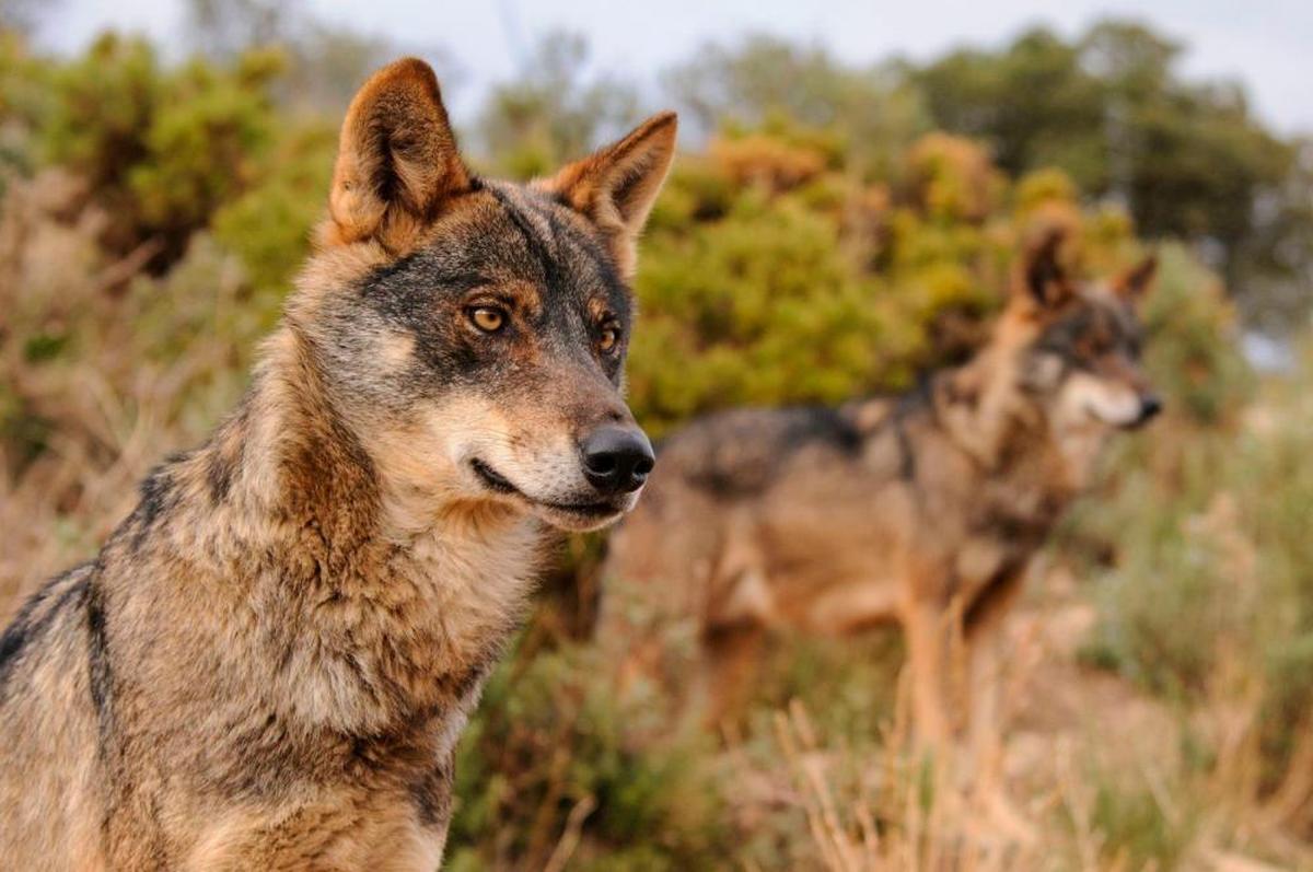 Un ejemplar de lobo ibérico