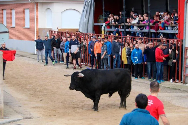 El último Toro de San Blas celebrado en Babilafuente en febrero del 2020