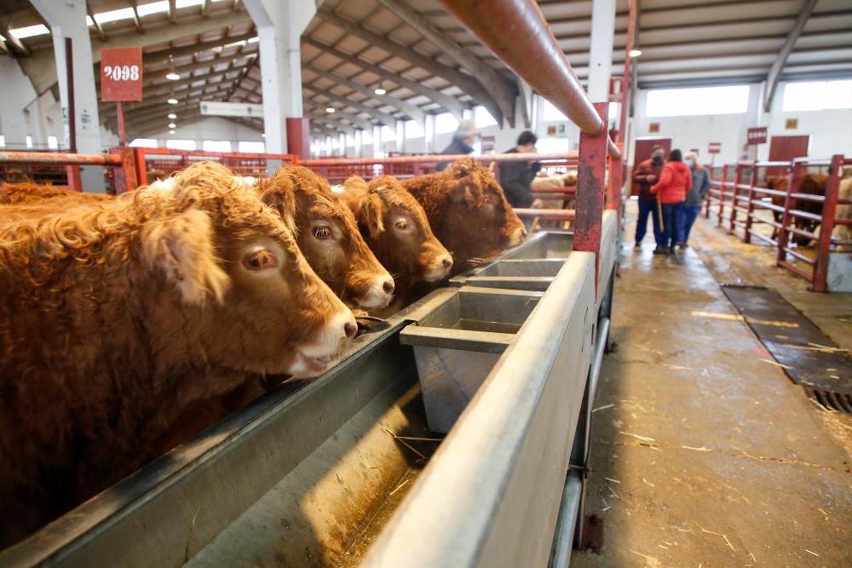 Terneros en uno de los corrales del mercado de ganados, con compradores y vendedores al fondo.