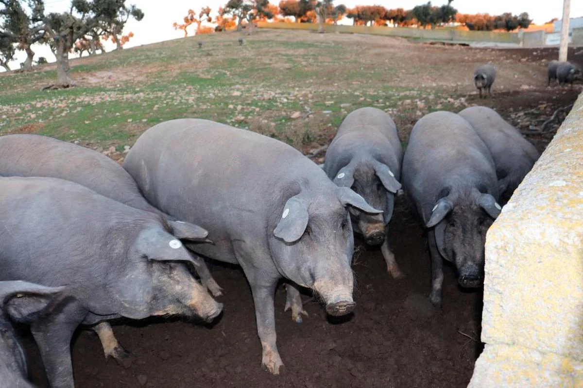 Cerdos ibéricos, en una finca de Cespedosa de Tormes, este mes de diciembre