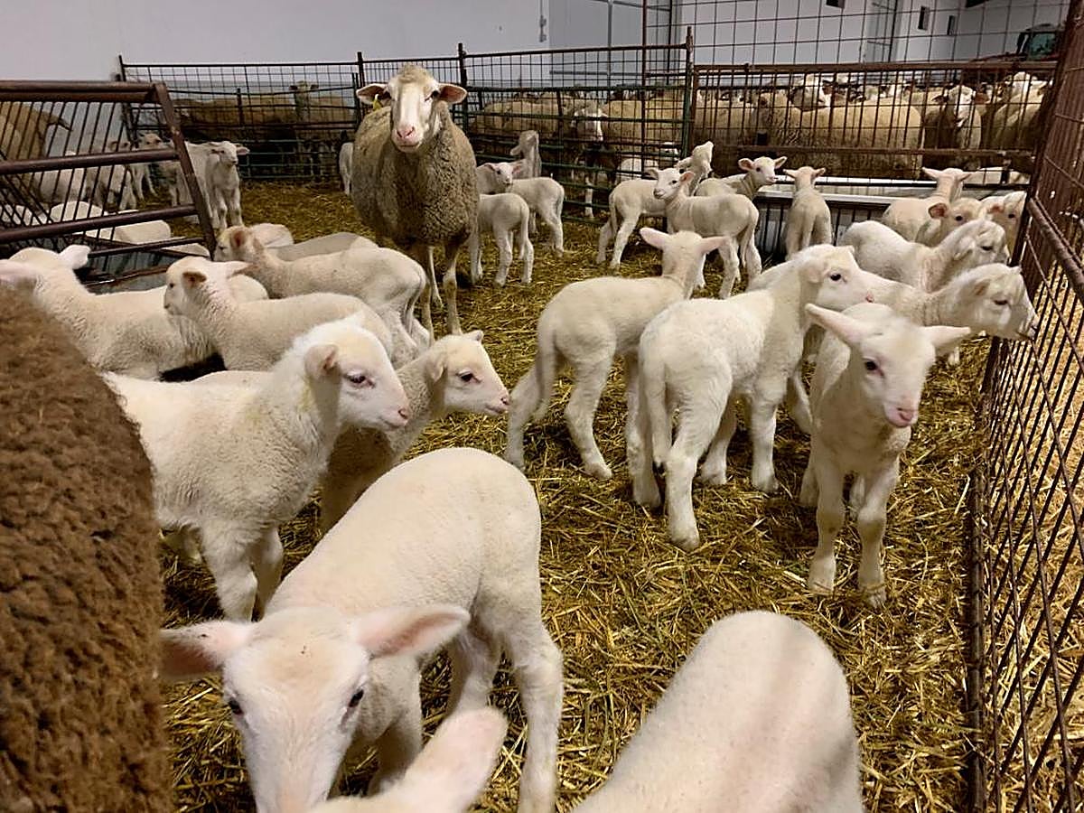 Corderos en una explotación salmantina.