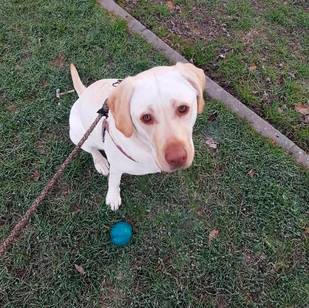 Los perros deben llevar ropa de abrigo en invierno