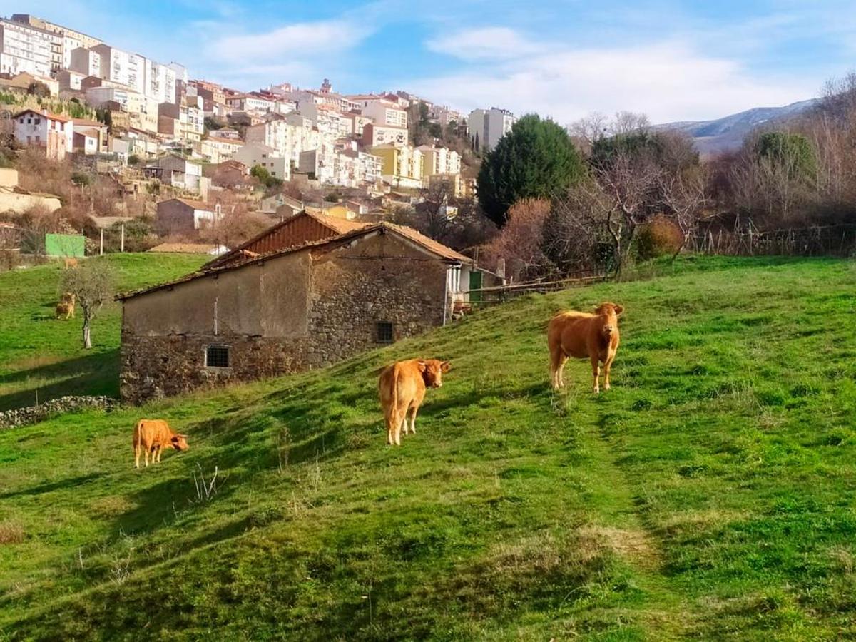 Vacas en una explotación de Béjar.