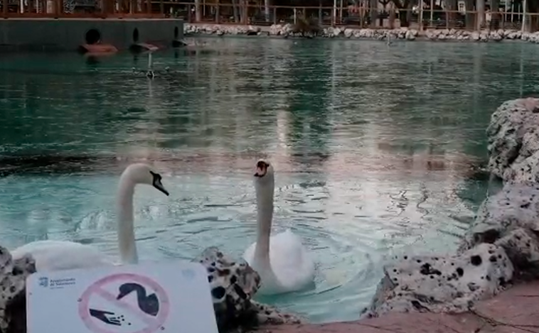 Los cisnes rompen la capa de hielo en la fuente de La Alamedilla